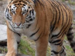Tigre de sibérie